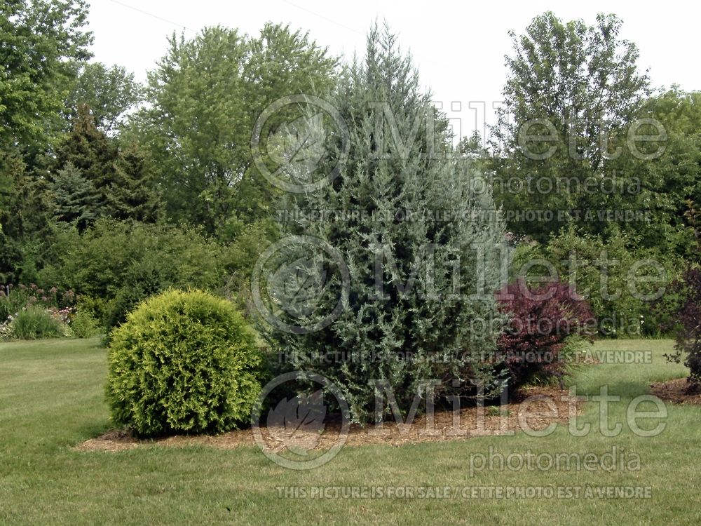 Juniperus Blue Heaven (Juniper conifer) 1