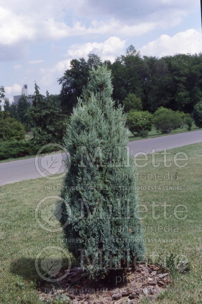 Juniperus Medora (Juniper conifer) 1