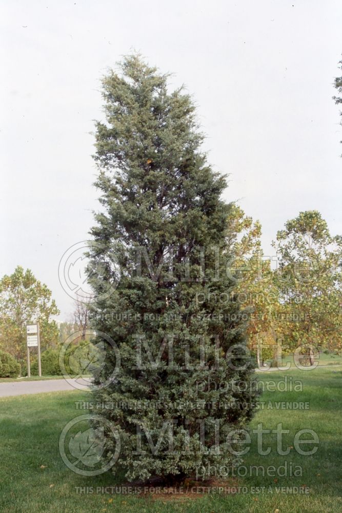 Juniperus Medora (Juniper conifer) 2