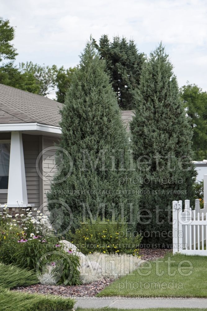 Juniperus Medora (Juniper conifer) 3