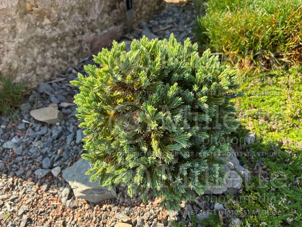 Juniperus Blue Star (Juniper conifer) 12