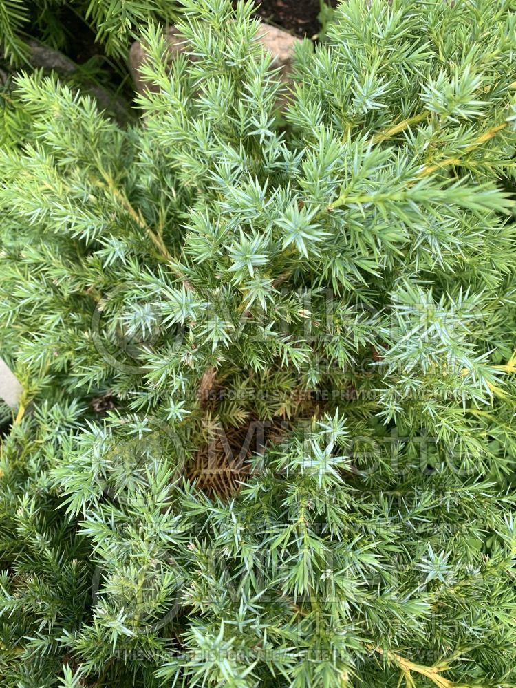 Juniperus Hunnetorp (Juniper conifer) 11