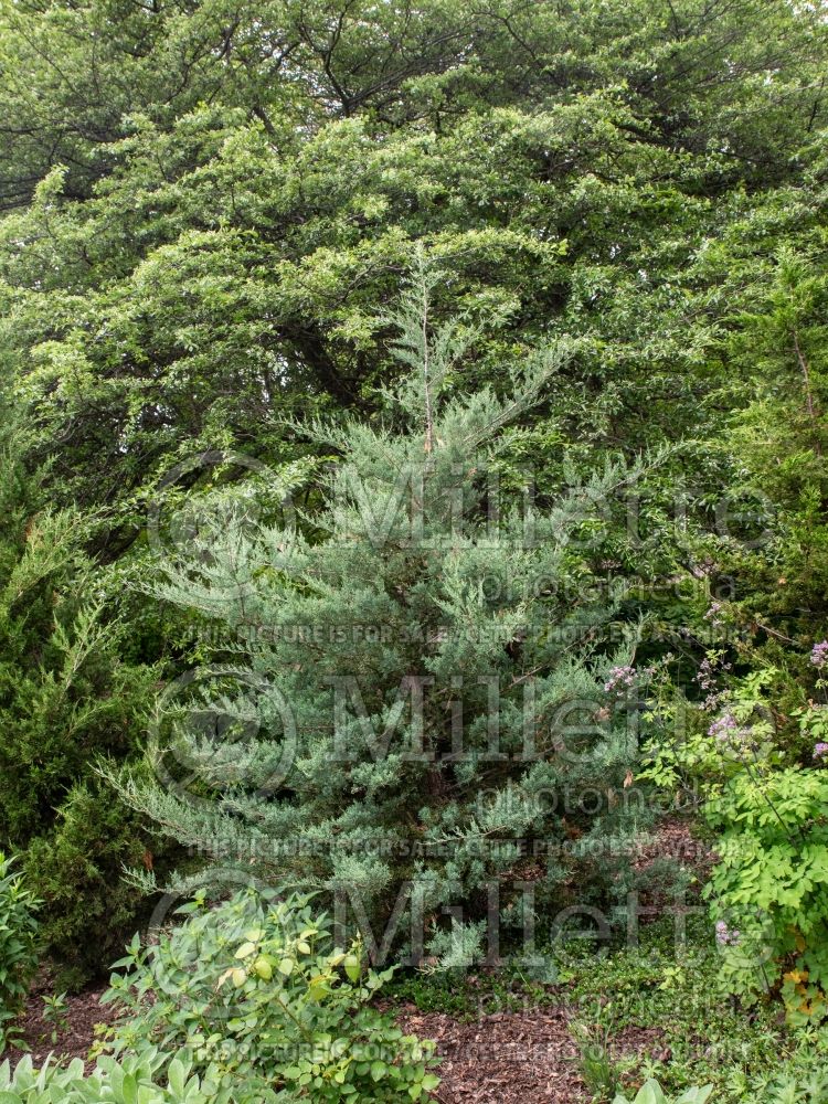 Juniperus Burkii (Juniper conifer) 1