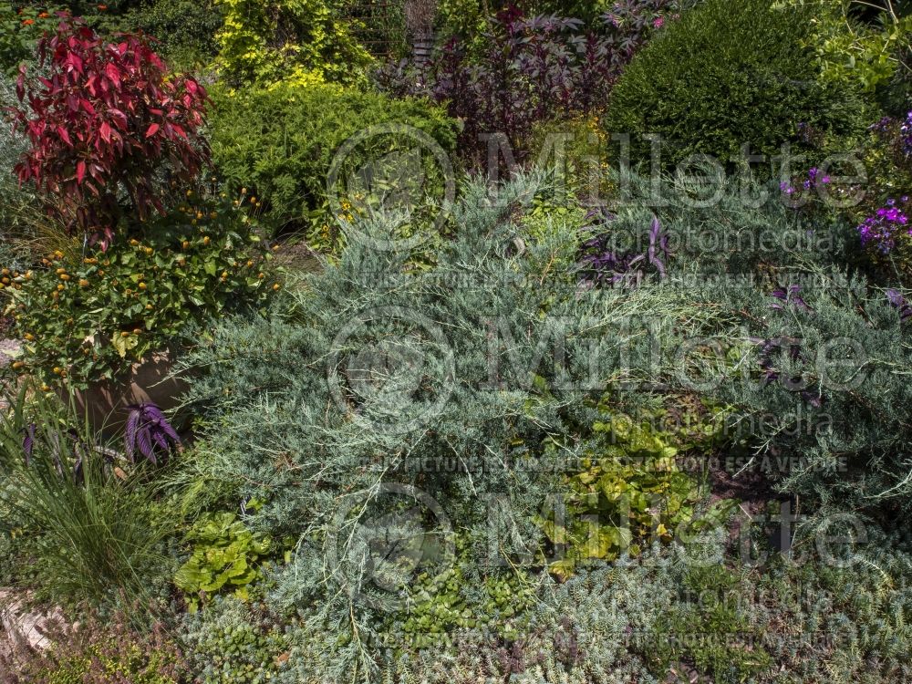 Juniperus Grey Owl (Juniper conifer) 9