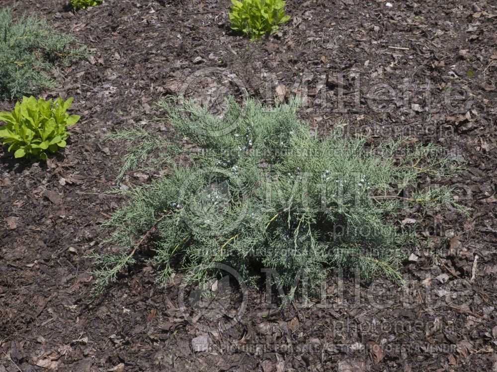 Juniperus Grey Owl (Juniper conifer) 10
