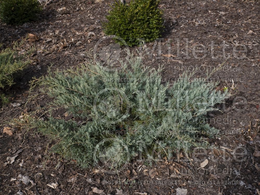 Juniperus Grey Owl (Juniper conifer) 11