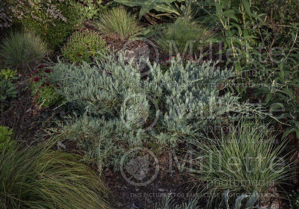 Juniperus Grey Owl (Juniper conifer) 12