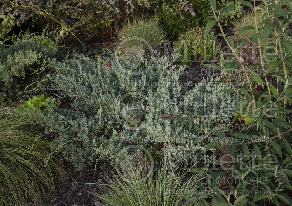Juniperus Grey Owl (Juniper conifer) 13