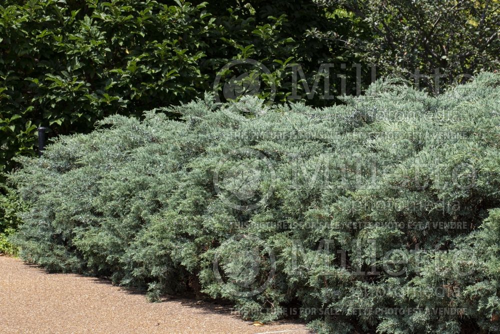 Juniperus Grey Owl (Juniper conifer) 7