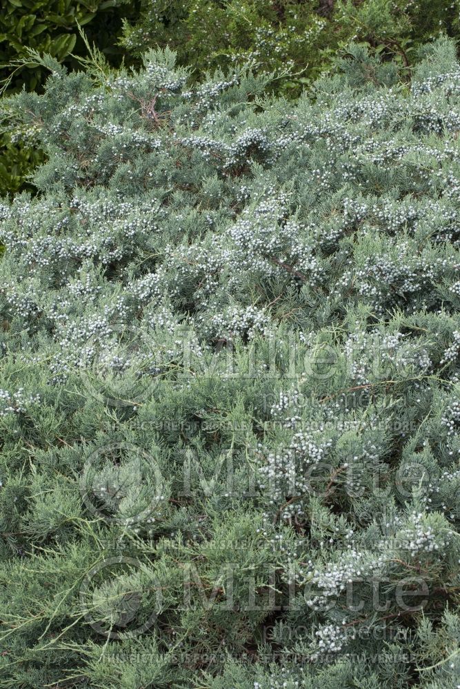 Juniperus Grey Owl (Juniper conifer) 8