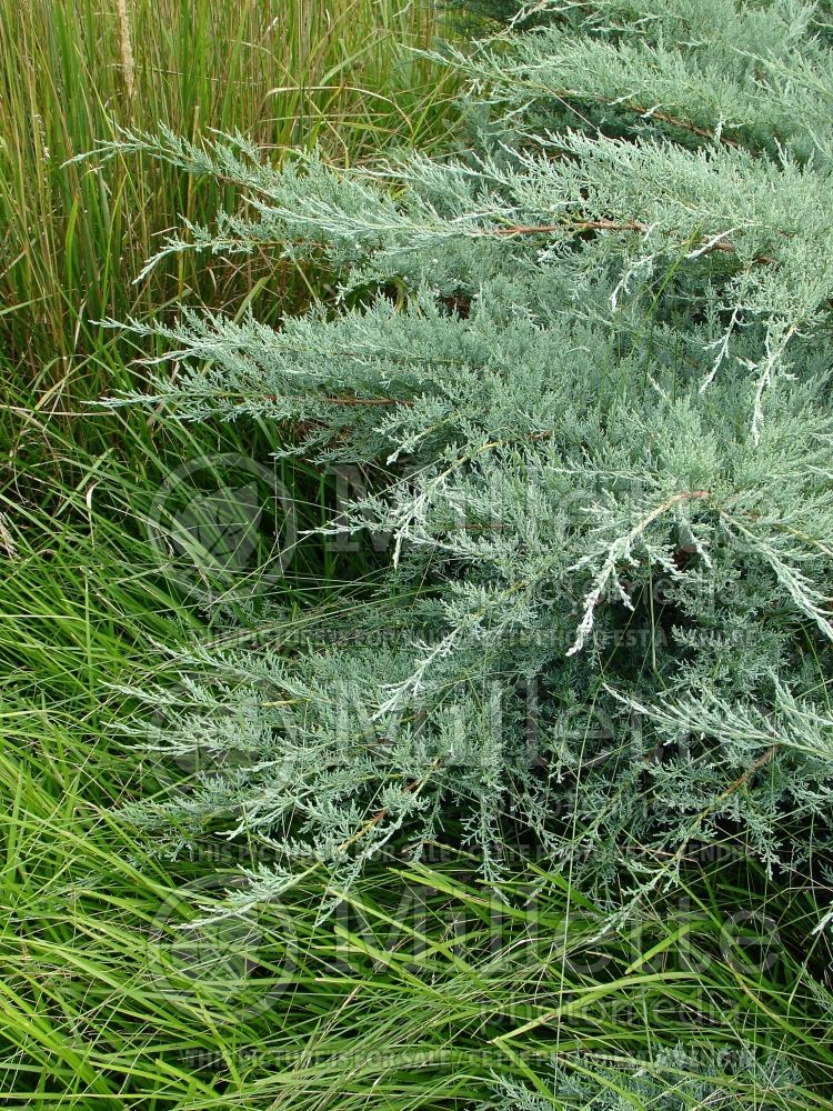 Juniperus Grey Owl (Juniper conifer) 17