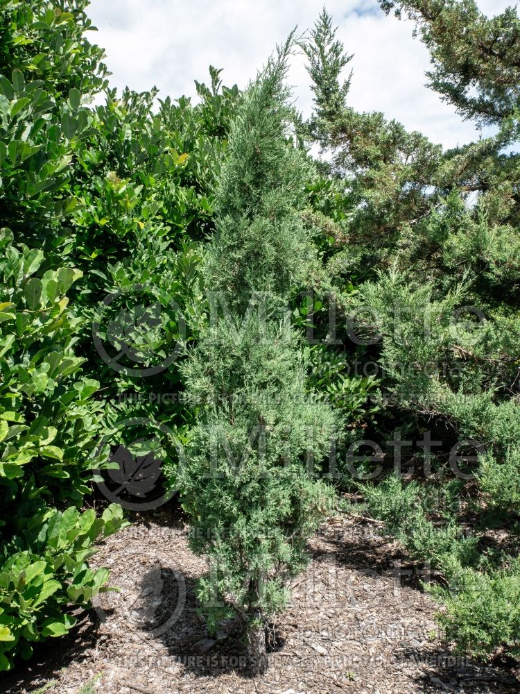 Juniperus Taylor (Juniper conifer) 9