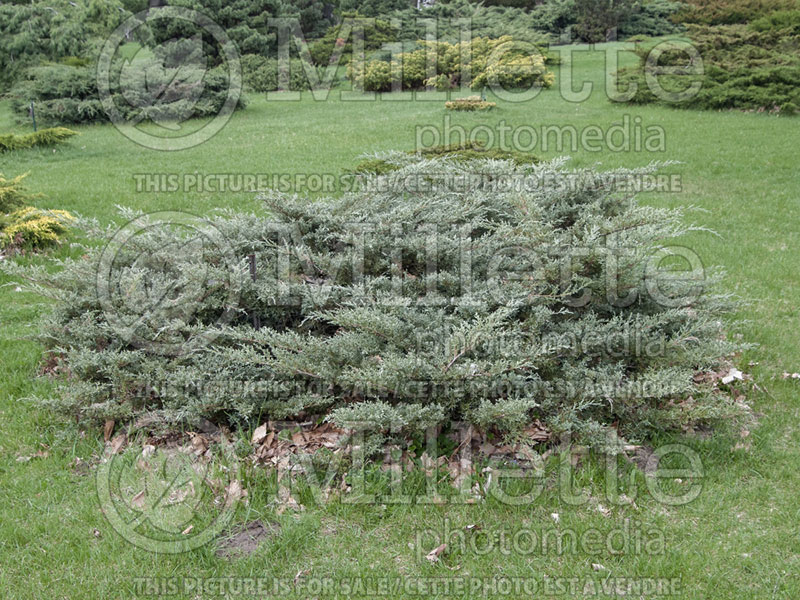 Juniperus Angelica Blue (Juniper conifer) 11