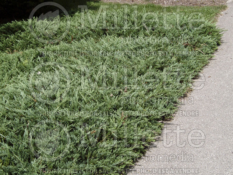 Juniperus Bar Harbor (Juniper conifer) 8