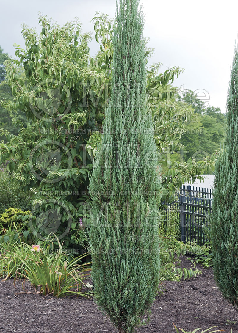 Juniperus Blue Arrow (juniper conifer)  2