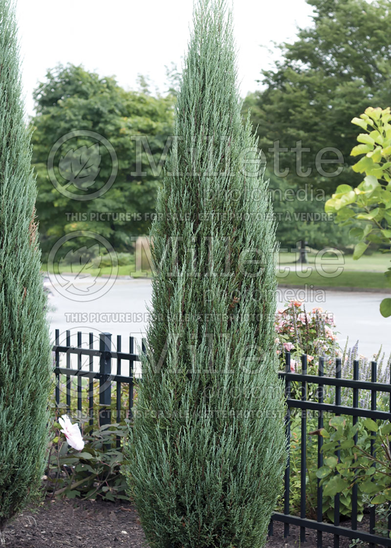 Juniperus Blue Arrow (juniper conifer)  1