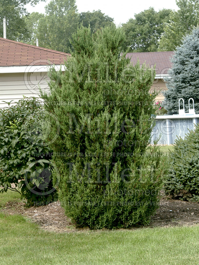 Juniperus Blue Point (Juniper conifer) 5