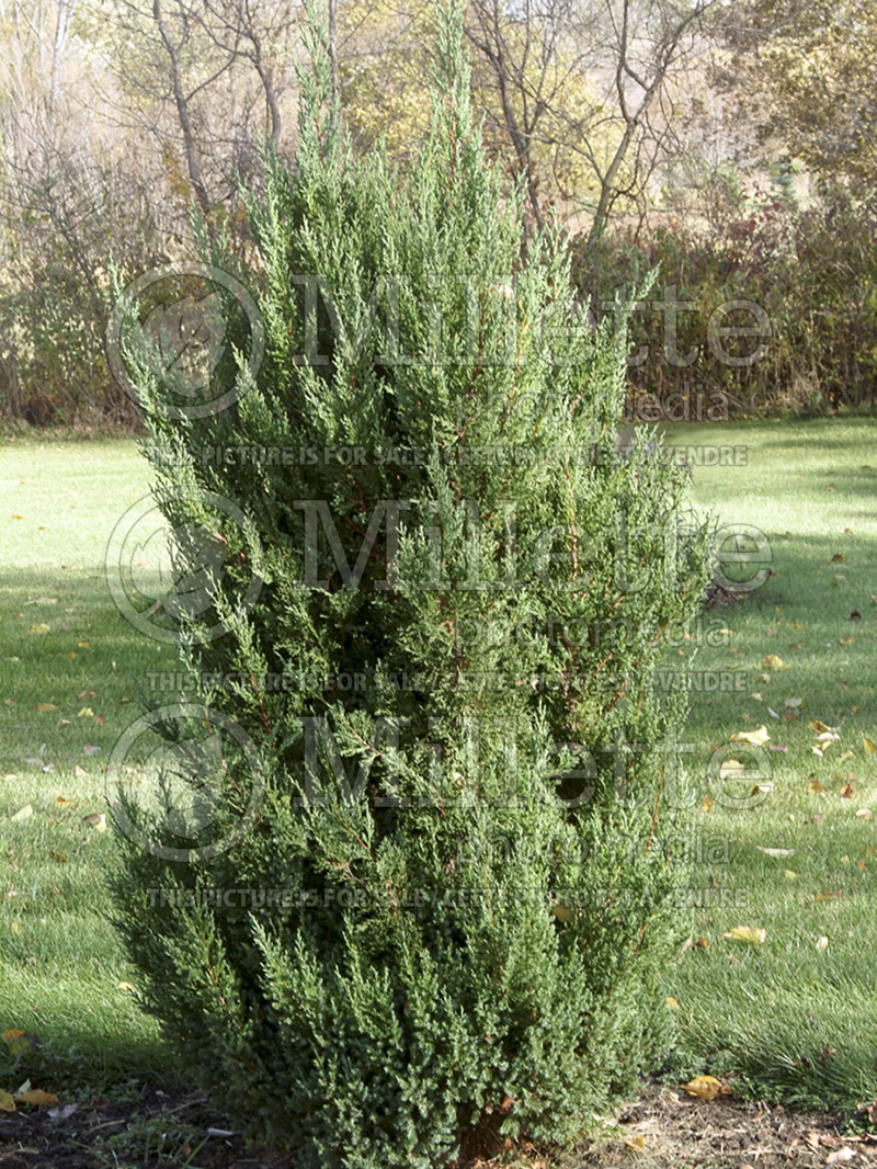 Juniperus Blue Point (Juniper conifer) 6