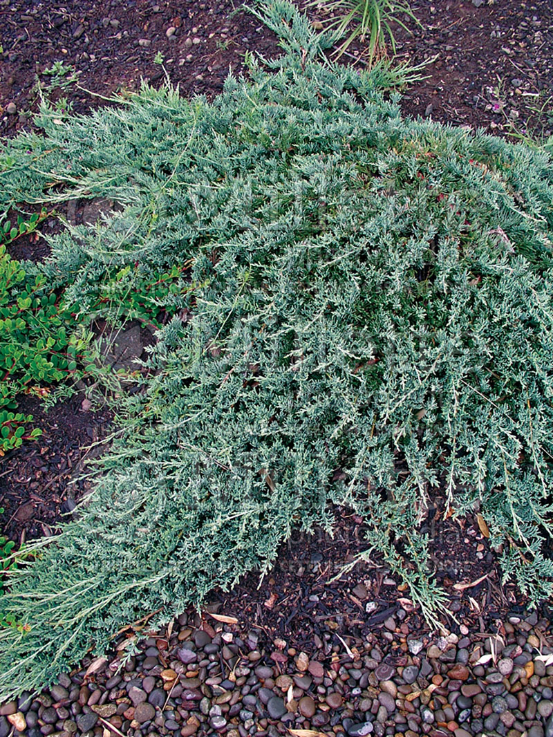 Juniperus Blue Rug (Juniper conifer) 2