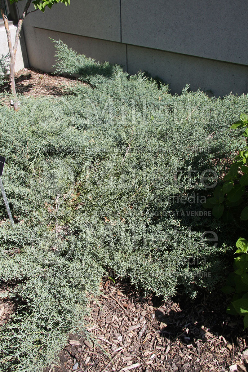 Juniperus Angelica Blue (Juniper conifer) 2