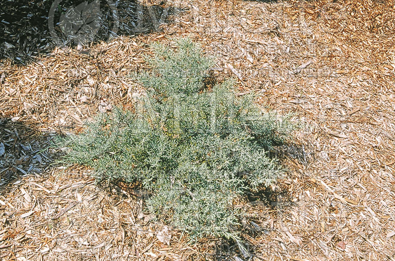 Juniperus Angelica Blue (Juniper conifer) 12