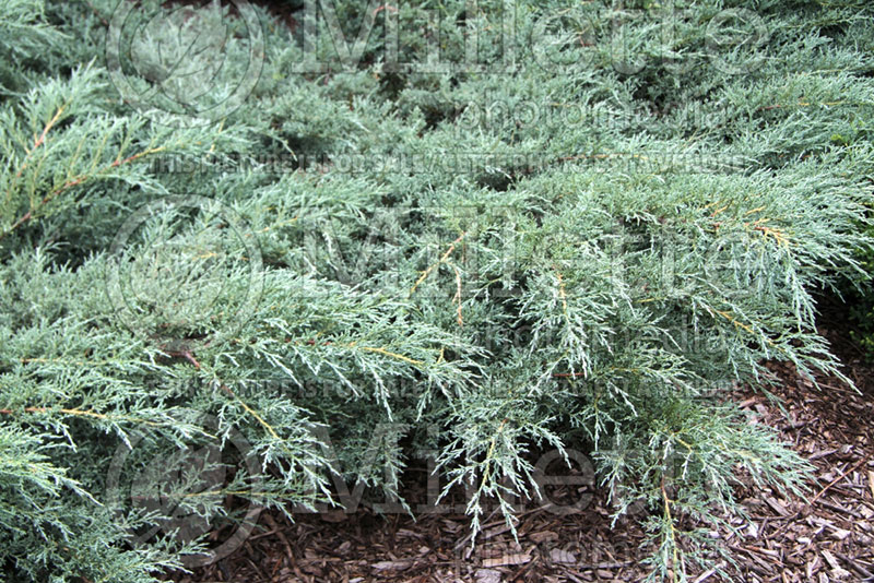 Juniperus Angelica Blue (Juniper conifer) 1