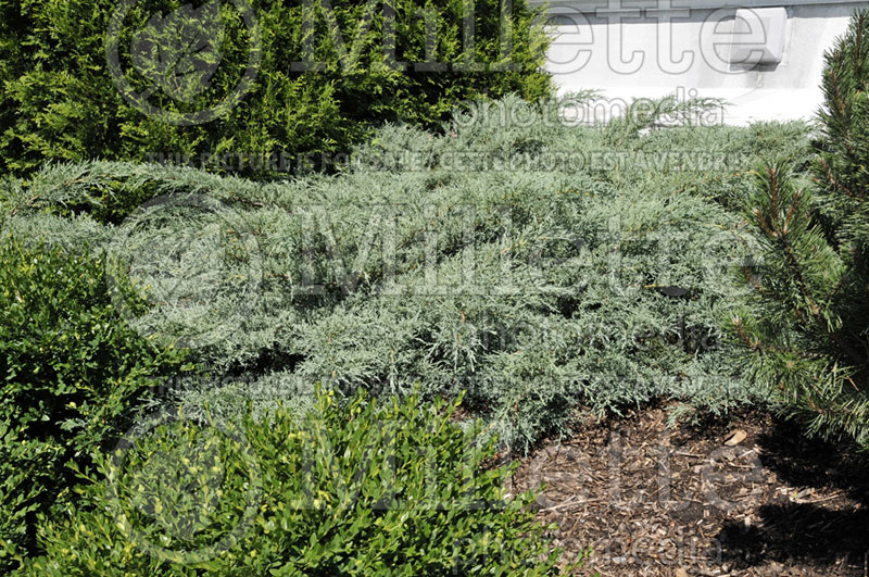 Juniperus Angelica Blue (Juniper conifer) 5