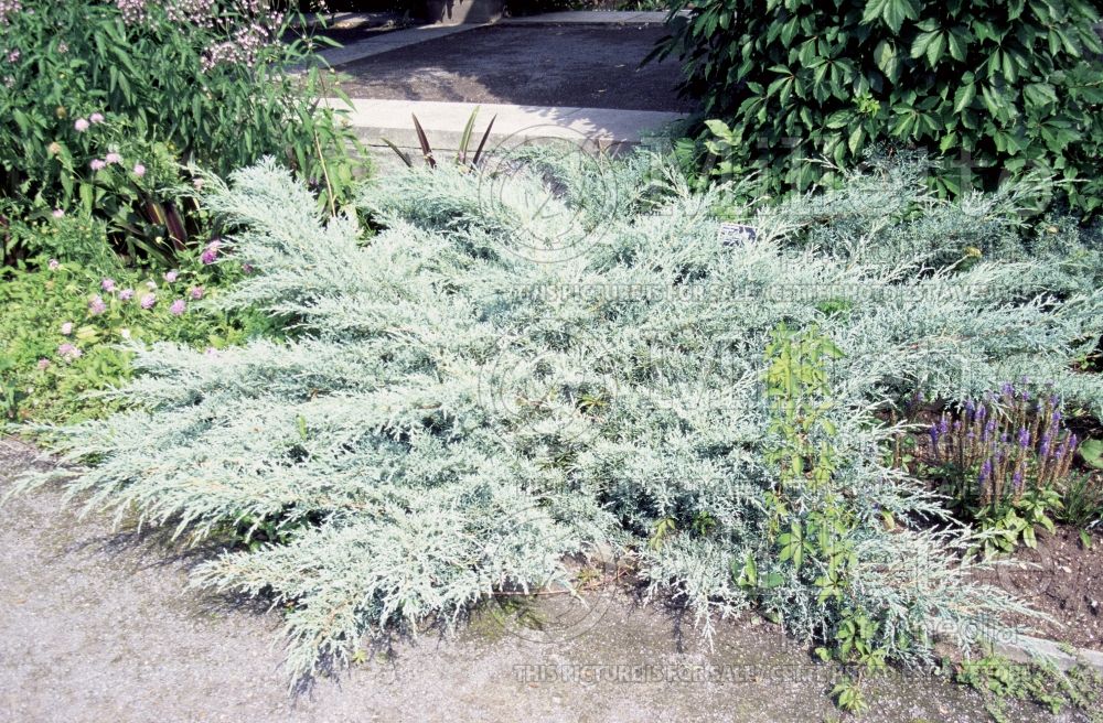 Juniperus Angelica Blue (Juniper conifer) 7