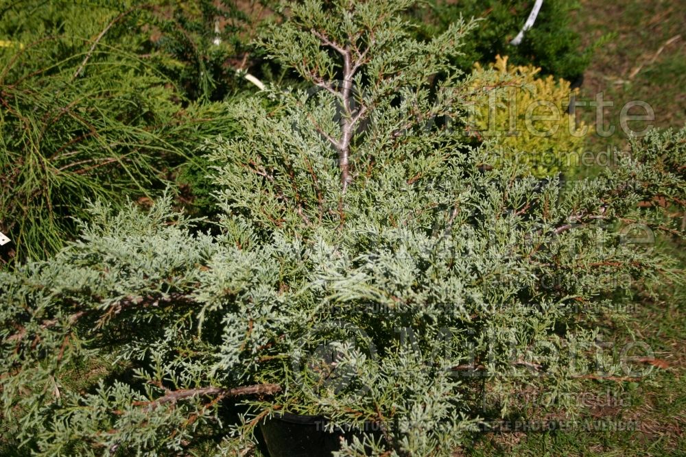 Juniperus Angelica Blue (Juniper conifer) 9