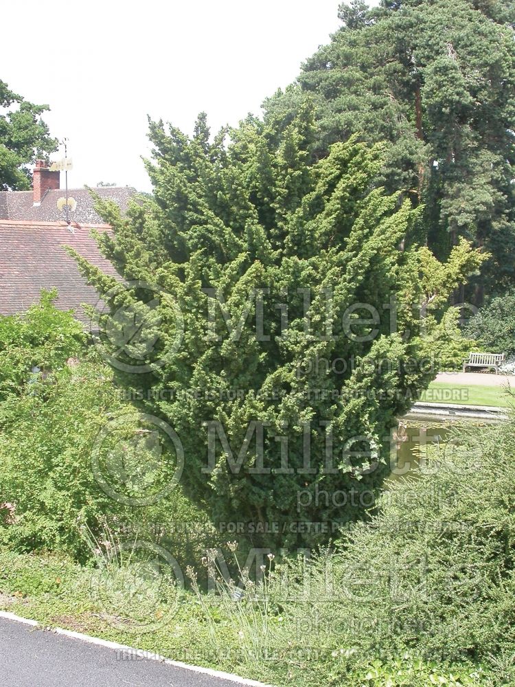 Juniperus Blaauw (Juniper conifer) 1