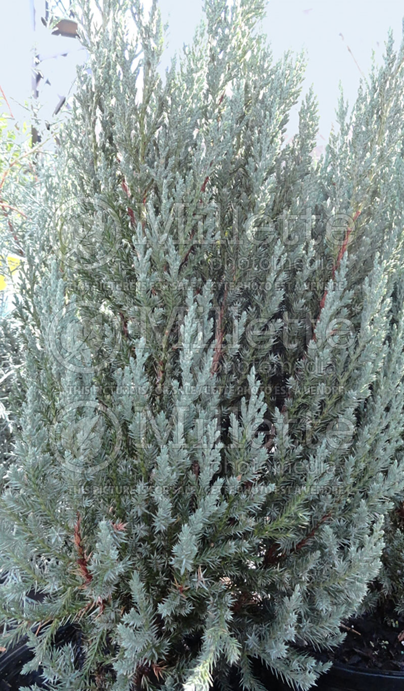 Juniperus Blue Point (Juniper conifer) 1