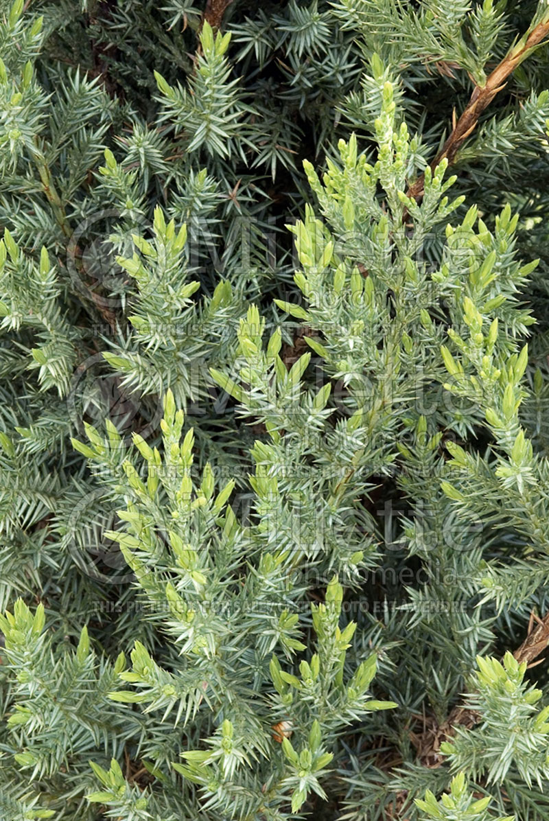 Juniperus Blue Point (Juniper conifer) 2