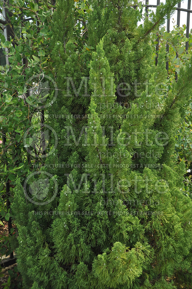 Juniperus Blue Point (Juniper conifer) 7