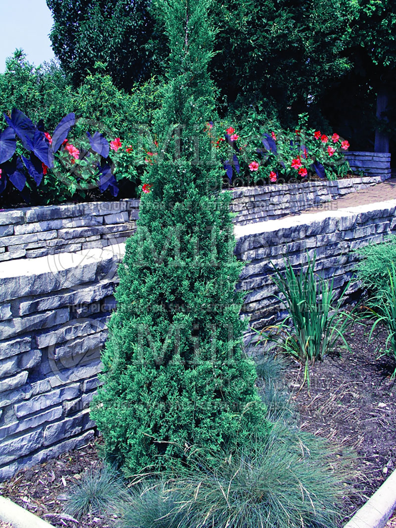 Juniperus Blue Point (Juniper conifer) 3