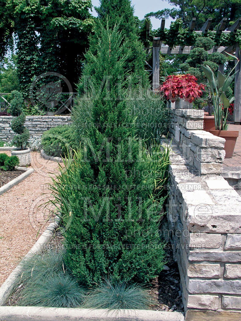 Juniperus Blue Point (Juniper conifer) 4