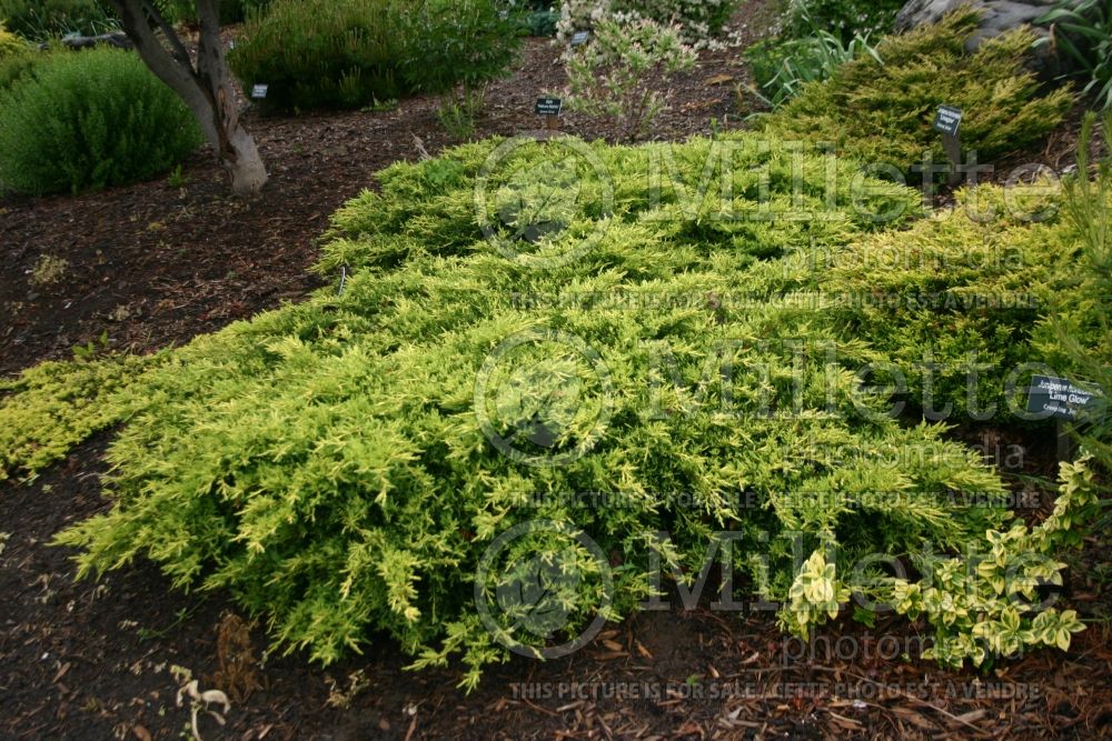 Juniperus Daub's Frosted (Juniper conifer) 1 