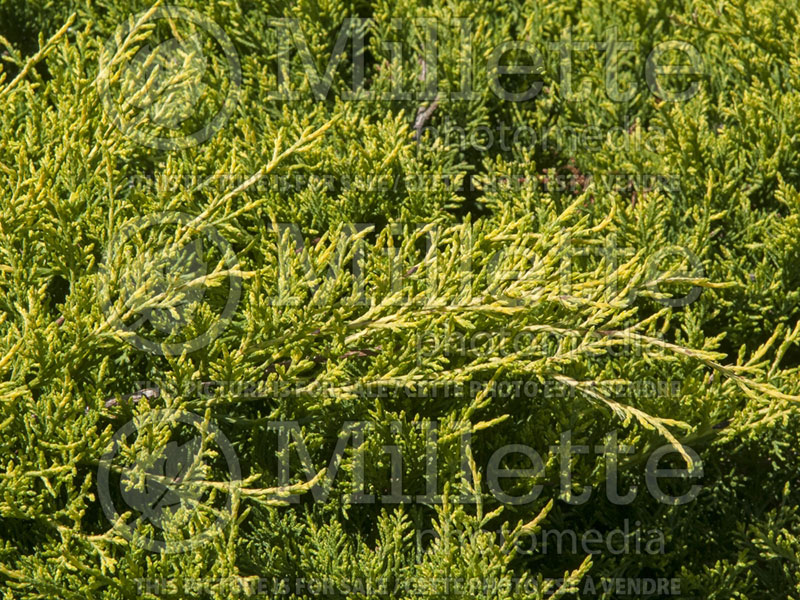 Juniperus Gold Coast (Juniper conifer) 4