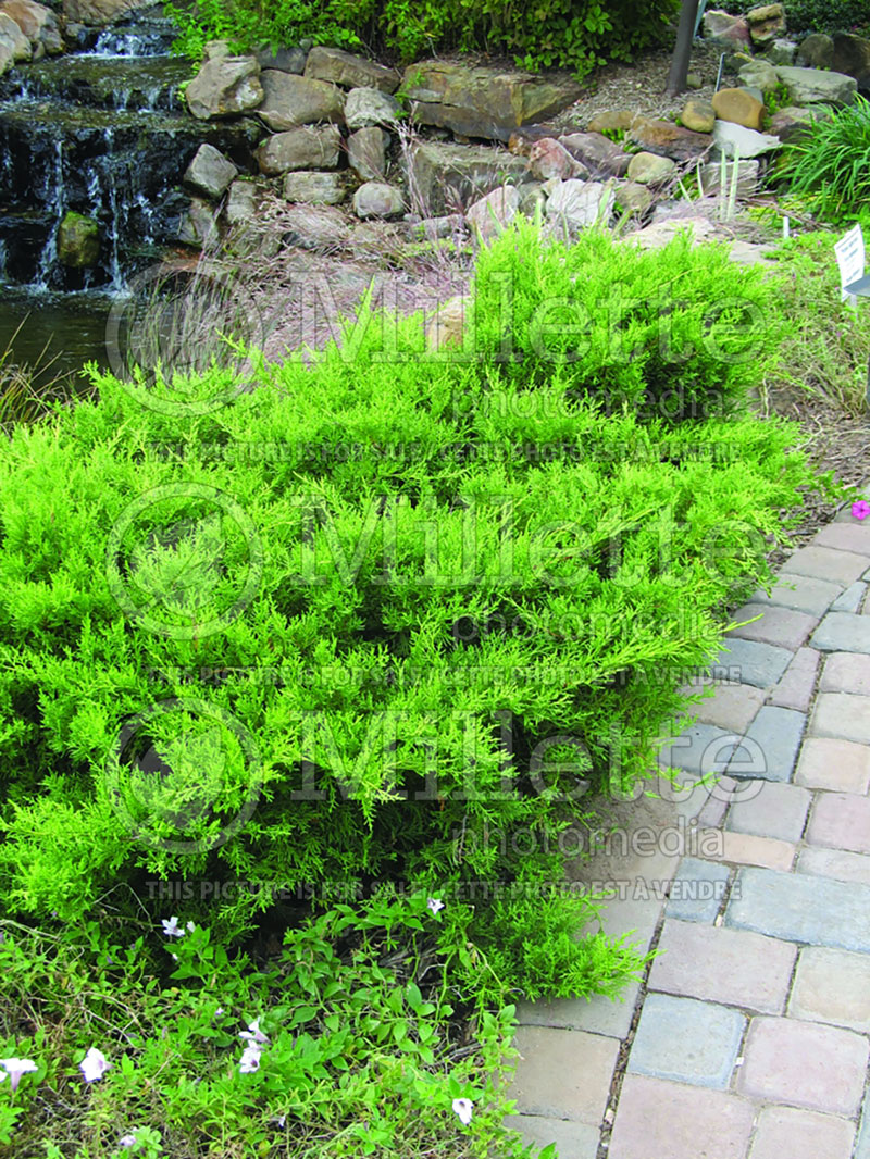 Juniperus Gold Coast (Juniper conifer) 1