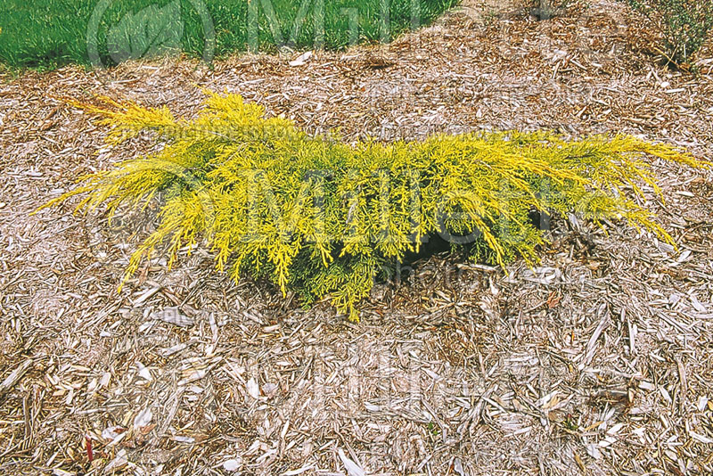 Juniperus Golden Glow (Chinese Juniper conifer) 1 