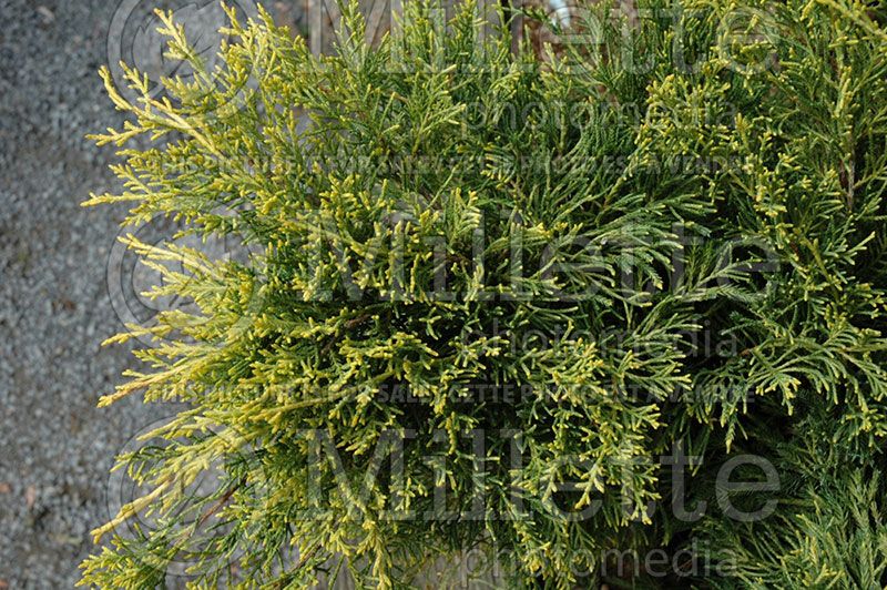 Juniperus Gold Lace (Juniper conifer)  3