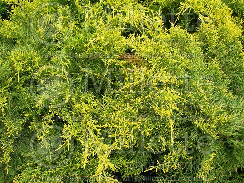 Juniperus Gold Lace (Juniper conifer)  2