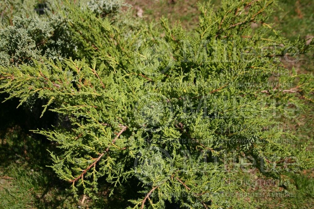 Juniperus Gold Star ou Bakaurea (Juniper) 1