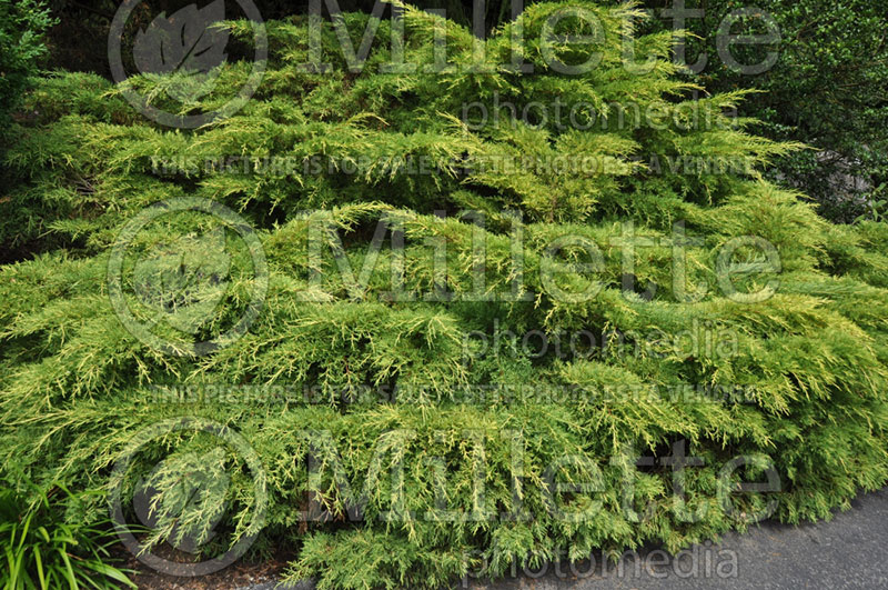 Juniperus Gold Star ou Bakaurea (Juniper) 3