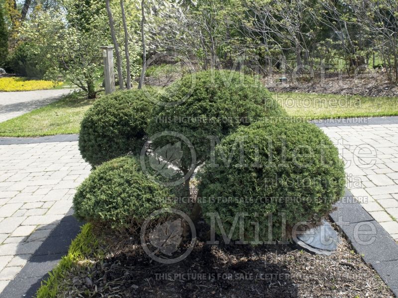 Juniperus Hetzii Glauca (Juniper conifer) 2