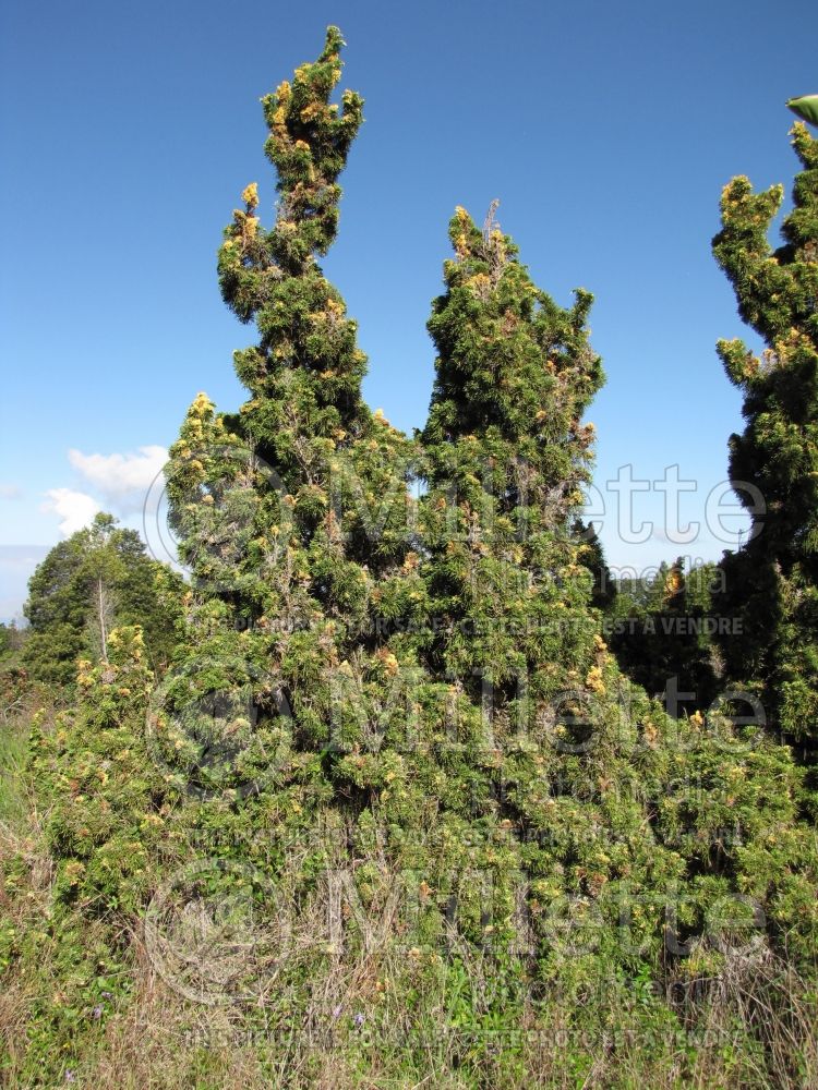 Juniperus Kaizuka aka Torulosa (Juniper conifer) 4
