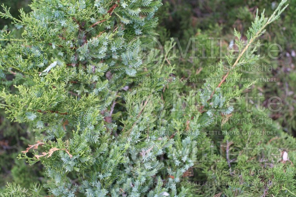 Juniperus Kaizuka aka Torulosa (Juniper conifer) 1