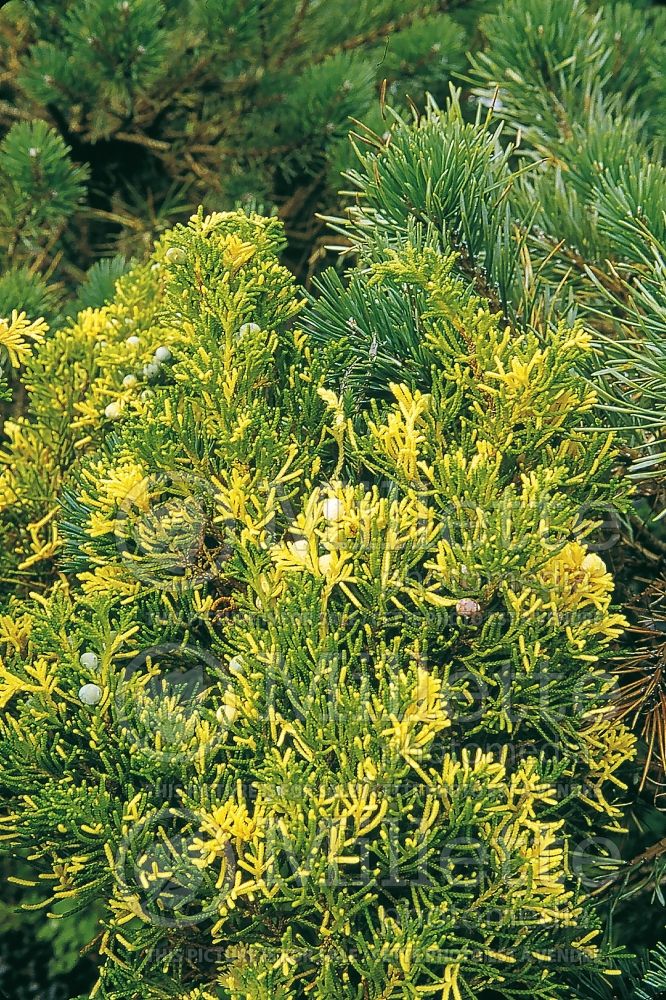 Juniperus Kaizuka Variegated aka Torulosa Variegated (Juniper conifer) 4