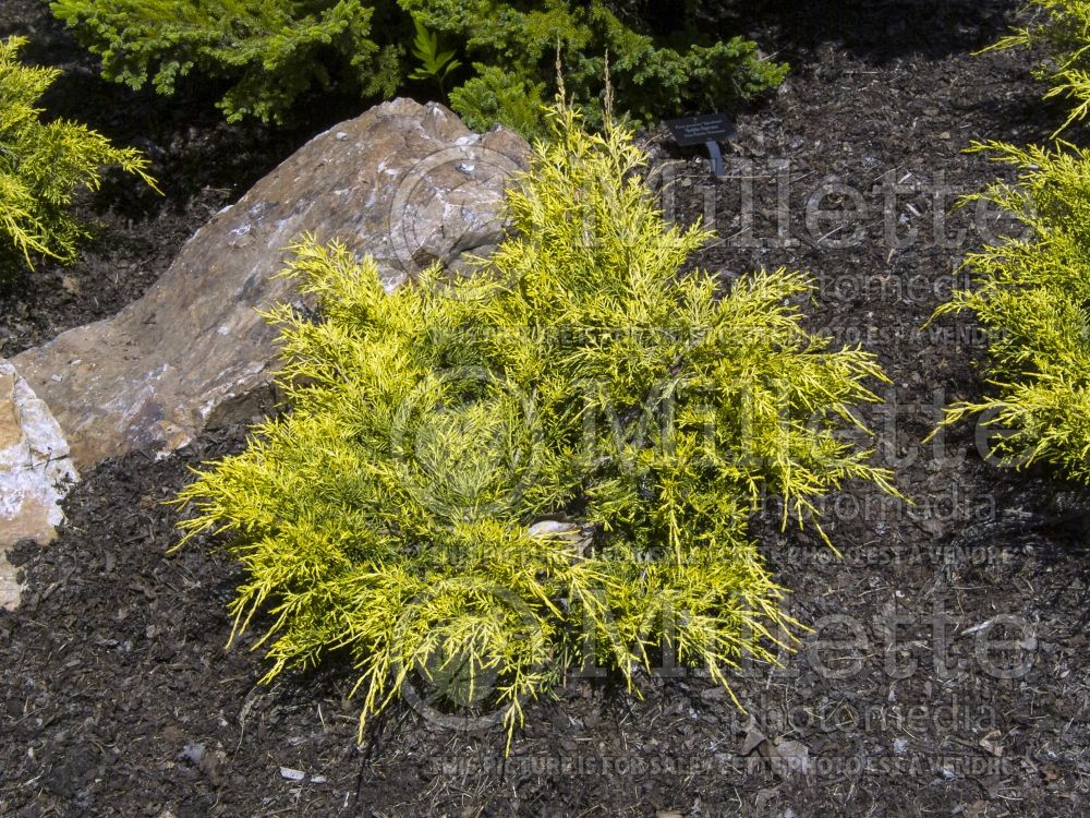 Juniperus Old Gold (Juniper conifer) 9