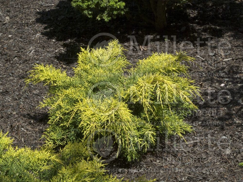 Juniperus Old Gold (Juniper conifer) 10