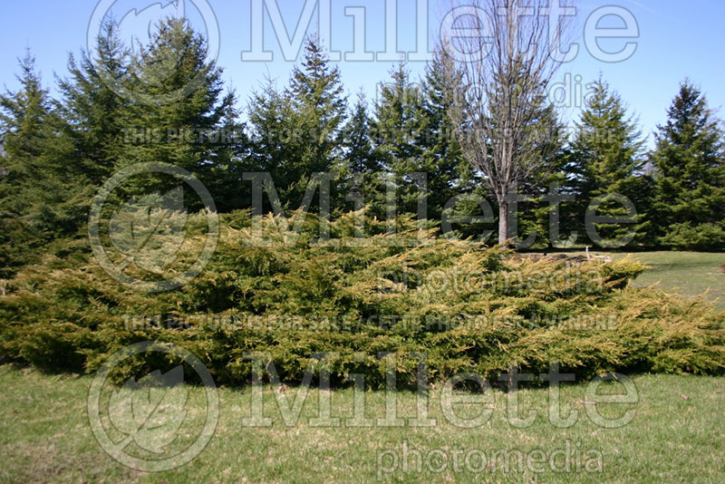 Juniperus Old Gold (Juniper conifer) 2